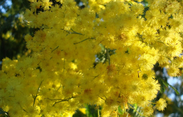 Festa della Donna
